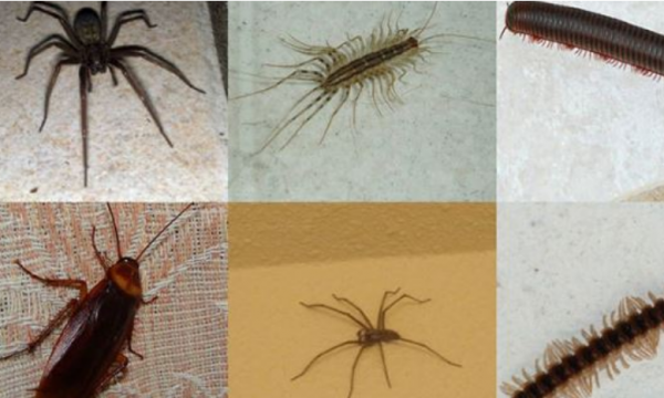 insekte