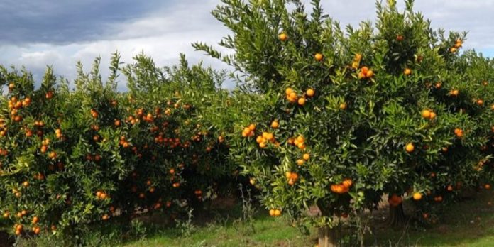 mandarina nga shqiperia