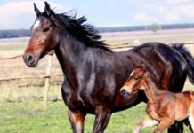 Adoptimi kafshëve përmirëson shëndetin e zemrës
